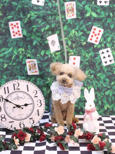 20250415リオンくん